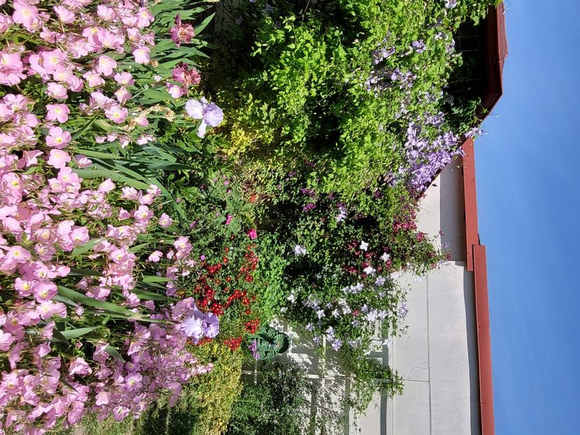  - 2024 mai continuare