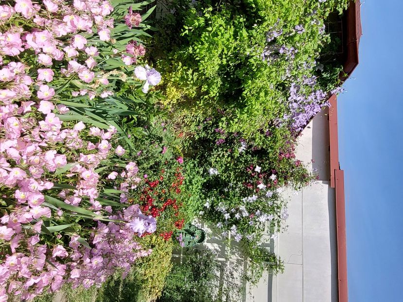  - 2024 mai continuare