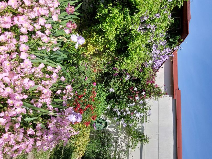  - 2024 mai continuare