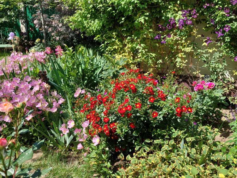  - 2024 mai continuare