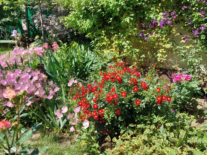  - 2024 mai continuare