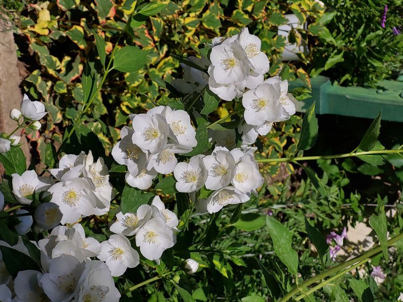  - 2024 mai continuare