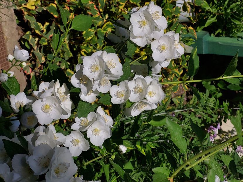  - 2024 mai continuare