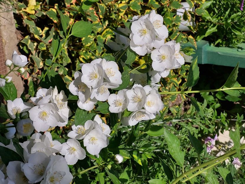  - 2024 mai continuare