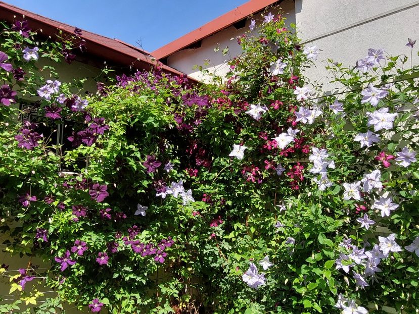  - 2024 mai continuare