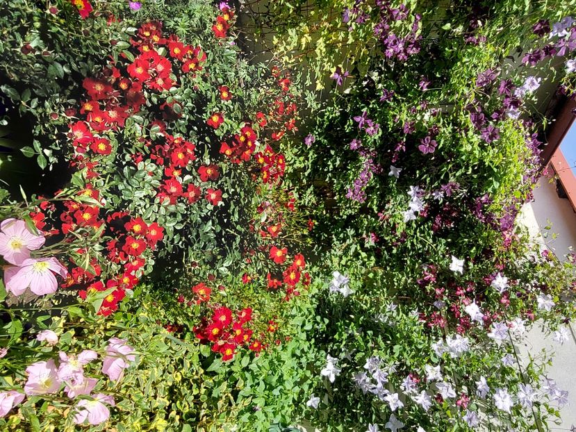  - 2024 mai continuare