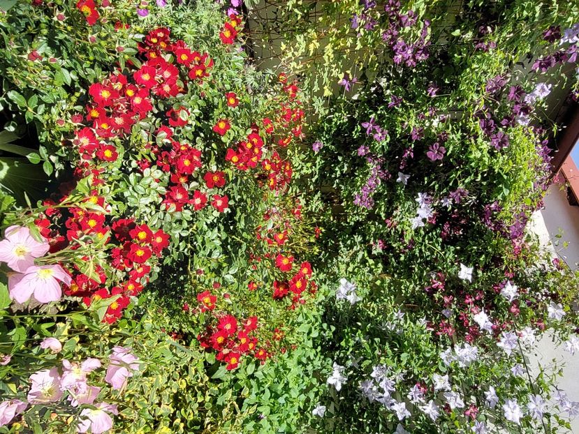  - 2024 mai continuare