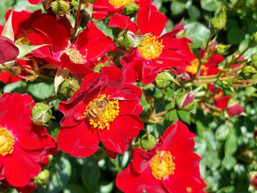  - 2024 mai continuare