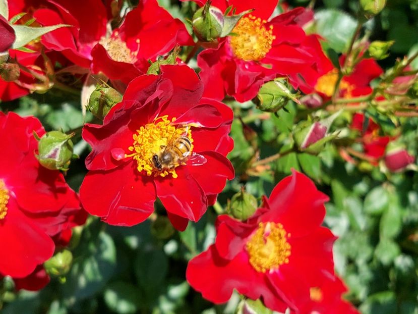  - 2024 mai continuare