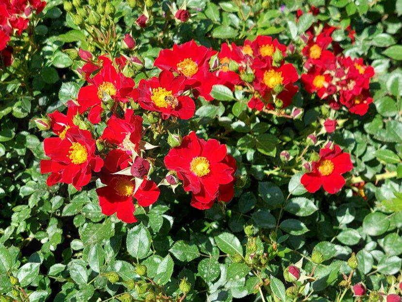  - 2024 mai continuare