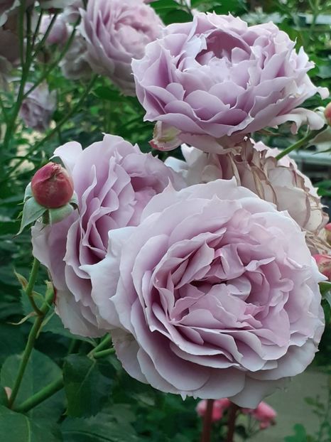  - Novalis 2022- 2023-2024