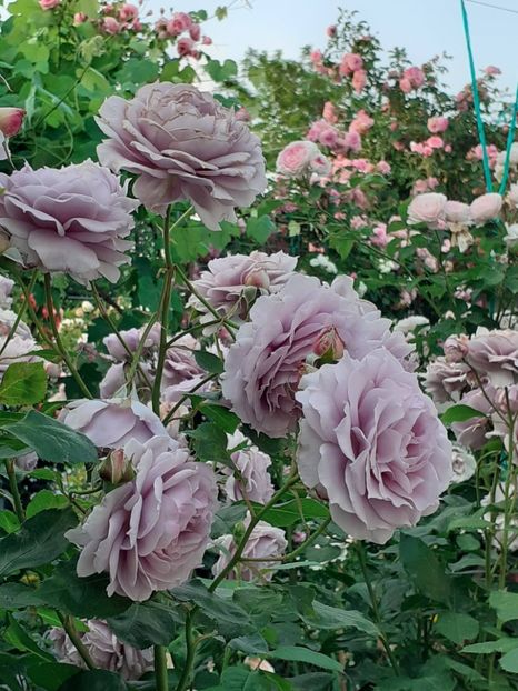  - Novalis 2022- 2023-2024