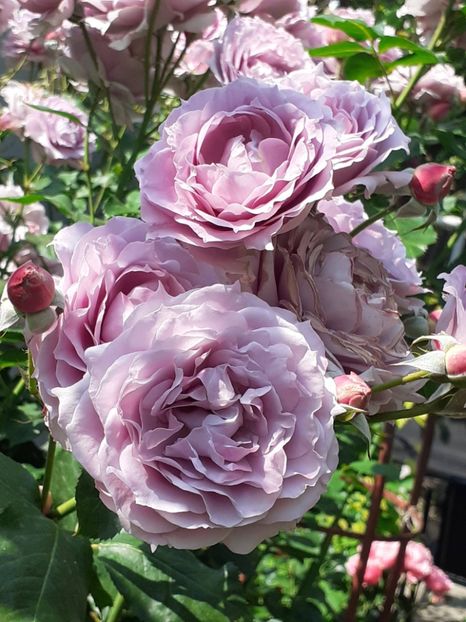  - Novalis 2022- 2023-2024