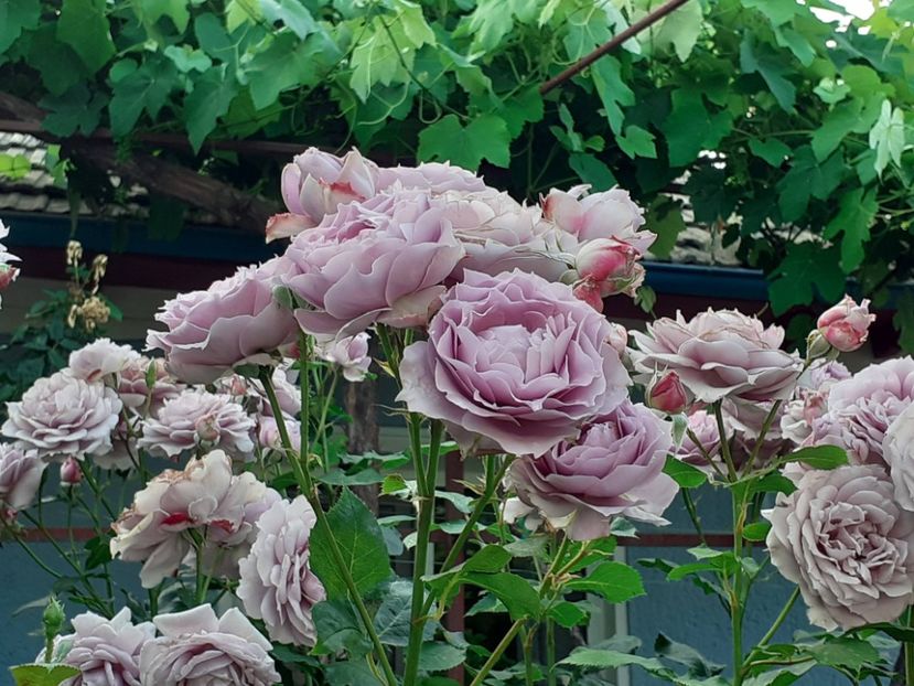  - Novalis 2022- 2023-2024