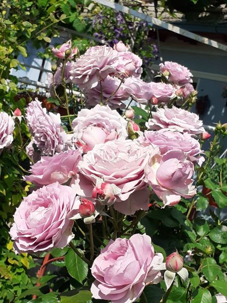  - Novalis 2022- 2023-2024