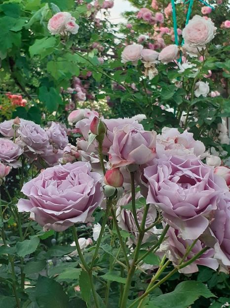  - Novalis 2022- 2023-2024