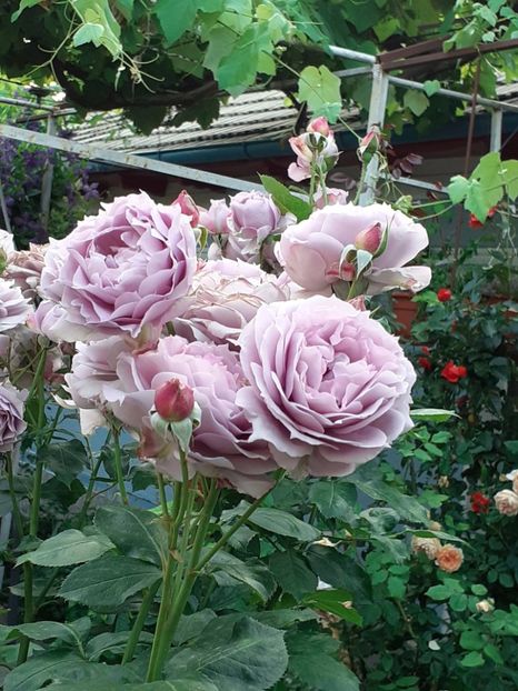  - Novalis 2022- 2023-2024