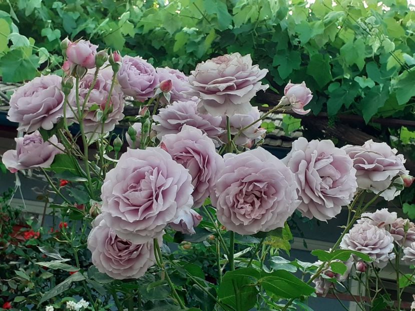  - Novalis 2022- 2023-2024