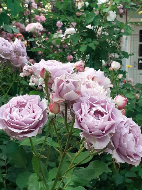  - Novalis 2022- 2023-2024