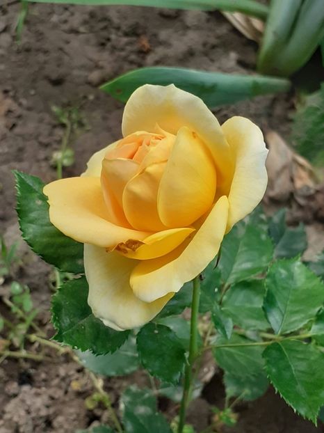  - 100 Idees Jardin