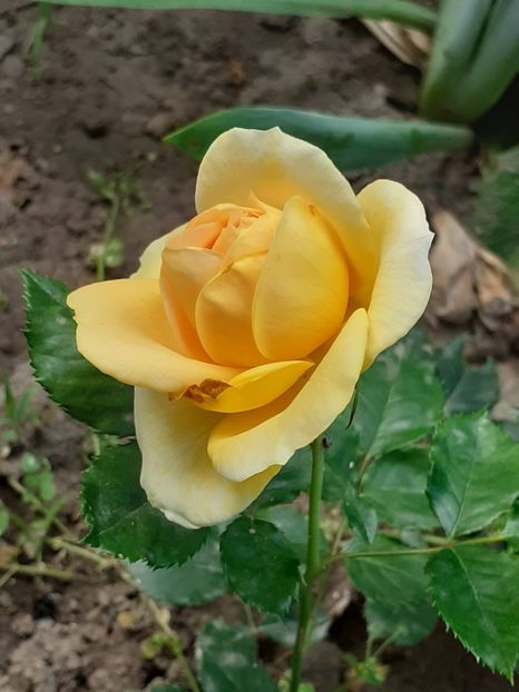 - 100 Idees Jardin
