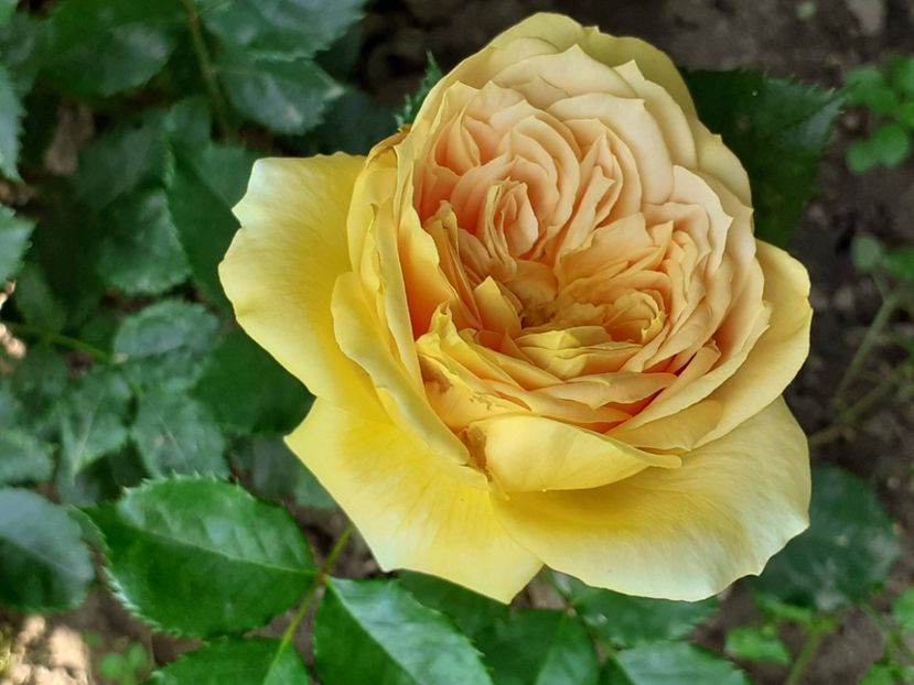  - 100 Idees Jardin