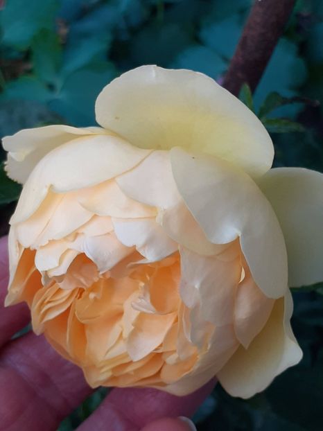 - GOLDEN CELEBRATION - plantat în aprilie 2025