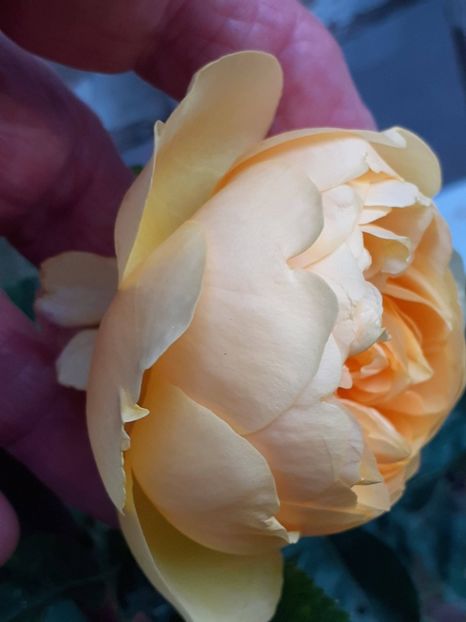  - GOLDEN CELEBRATION - plantat în aprilie 2025