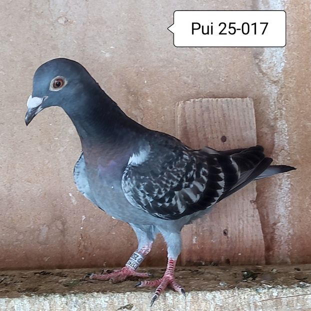 Pui 25-017 - Porumbei vanduti