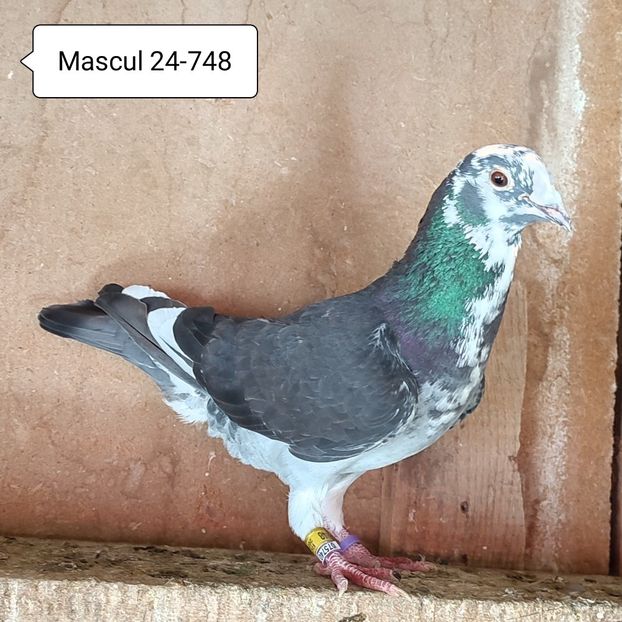 Mascul 24-748 - Porumbei vanduti