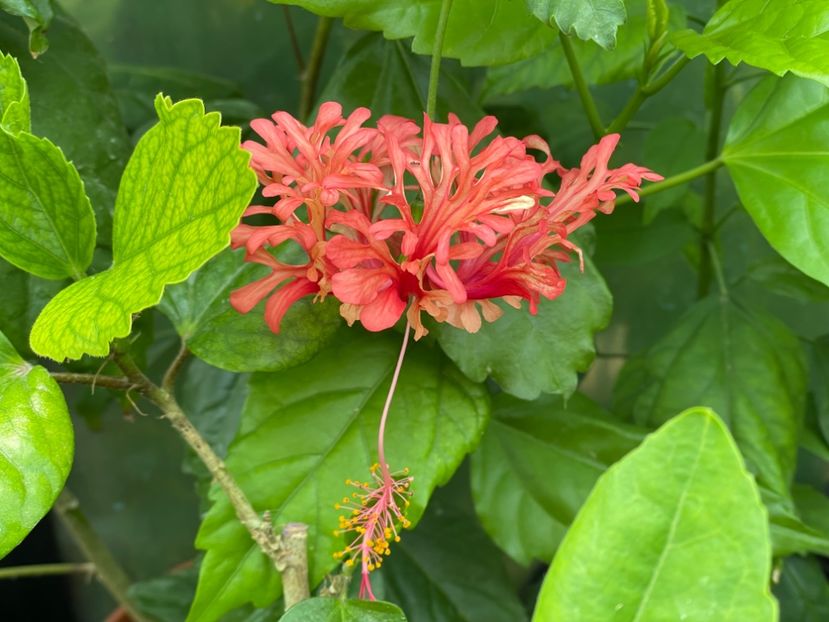  - Schizopetalus