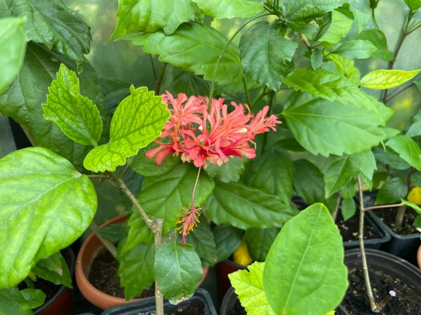 - Schizopetalus