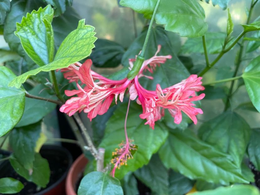  - Schizopetalus