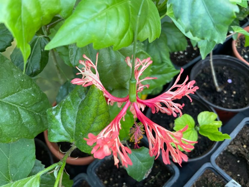  - Schizopetalus