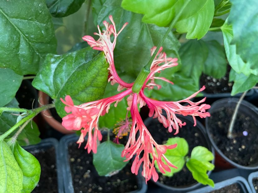  - Schizopetalus