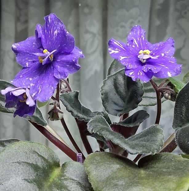  - Rainbow Quiet Riot