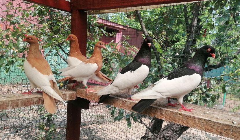  - Porumbei Coțofene Germane