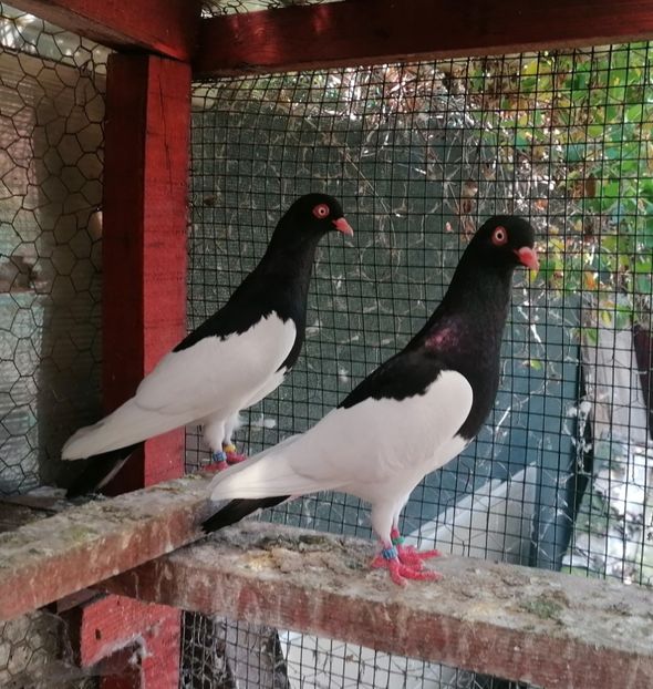  - Porumbei Coțofene Germane