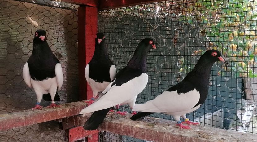  - Porumbei Coțofene Germane