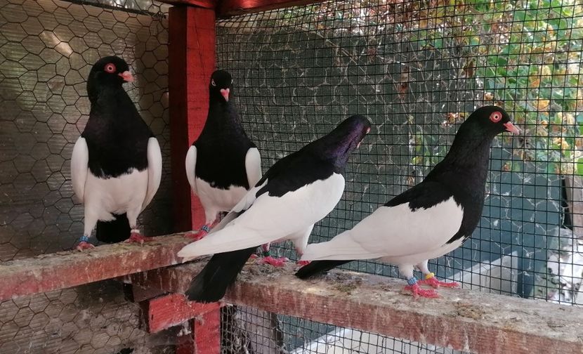  - Porumbei Coțofene Germane