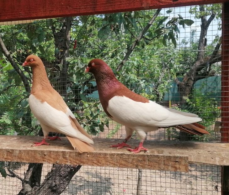  - Porumbei Coțofene Germane