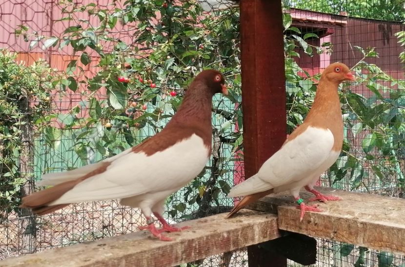  - Porumbei Coțofene Germane