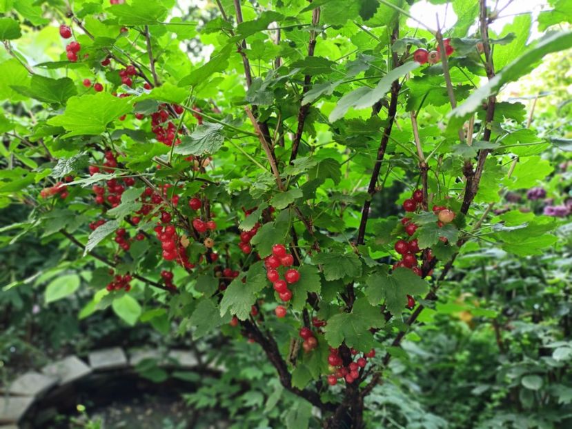  - Grădina 2025 continuare 3