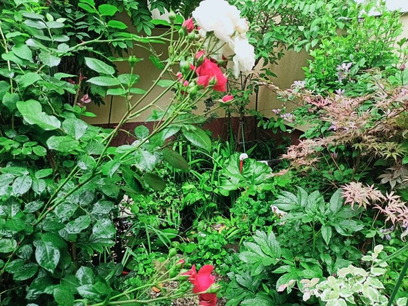  - Grădina 2025 continuare 3