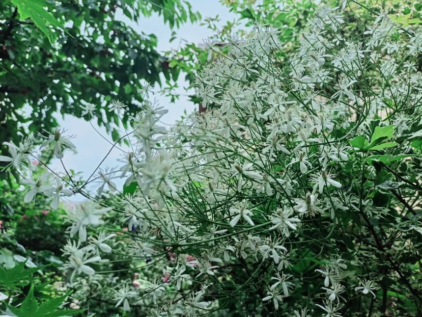 Clematis recta "Purpurea" - Grădina 2025 continuare 3