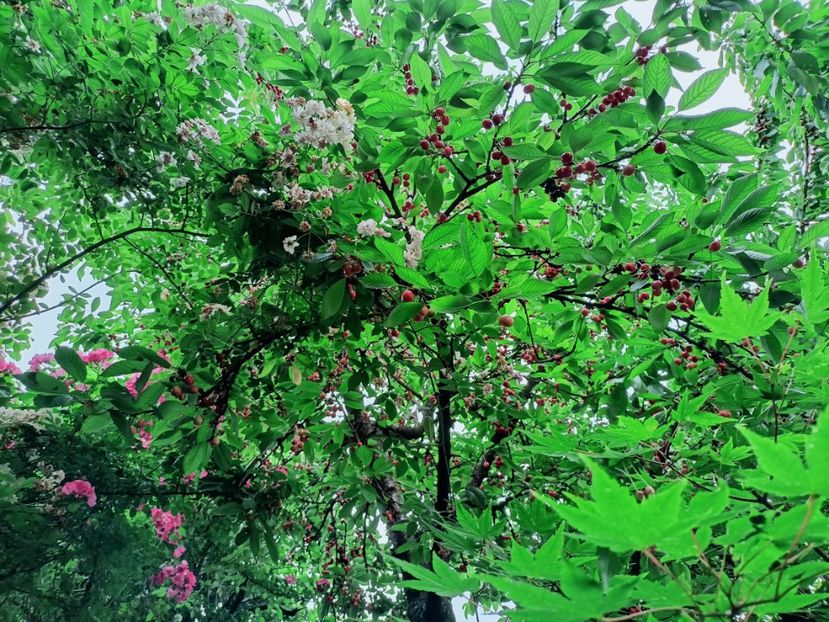  - Grădina 2025 continuare 3