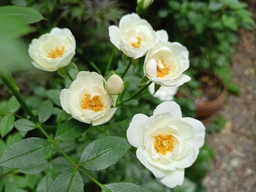  - Grădina 2025 continuare 3