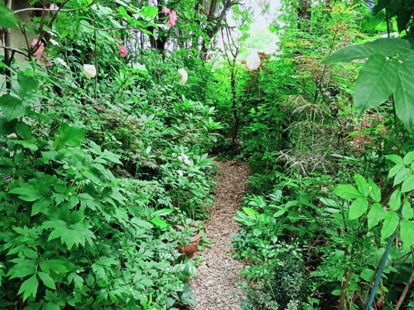  - Grădina 2025 continuare 3