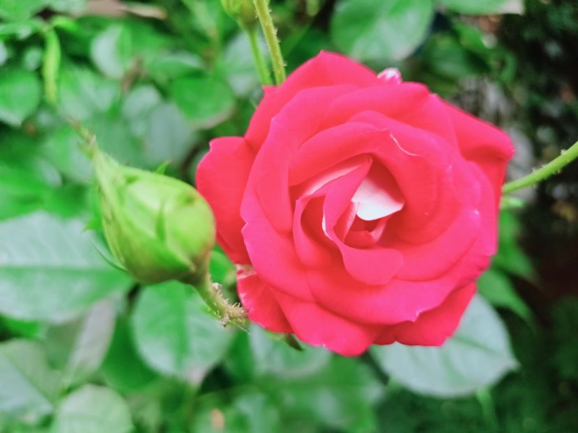  - Grădina 2025 continuare 3