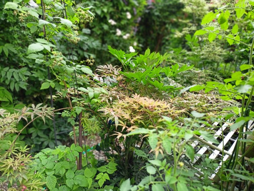  - Grădina 2025 continuare 3